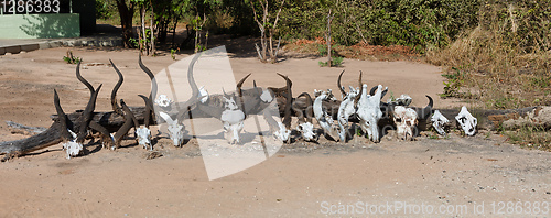 Image of collection of skulls from African mammals