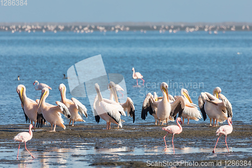 Image of pelican colony in Walvis bay, Namibia wildlife