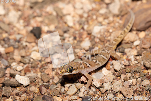 Image of night gecko in namib desert, Namibia wildlife