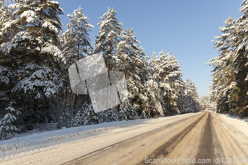 Image of Trees in winter ,