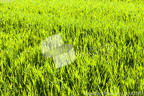 Image of agricultural field