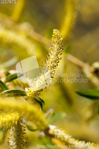 Image of yellow flowers willow