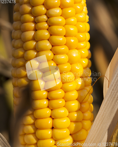 Image of one open ear of corn