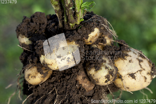 Image of potato tuber