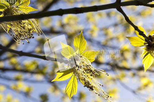 Image of beautiful flowering maple