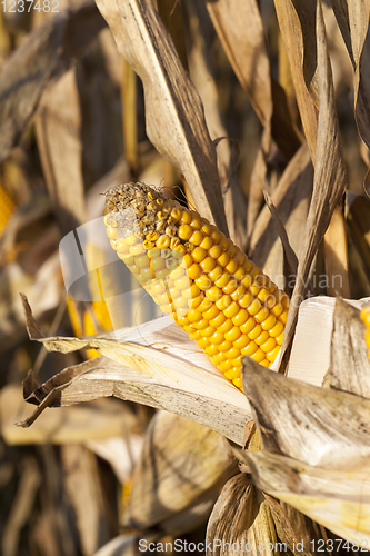 Image of damaged corn