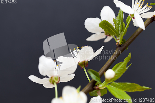 Image of white flowers