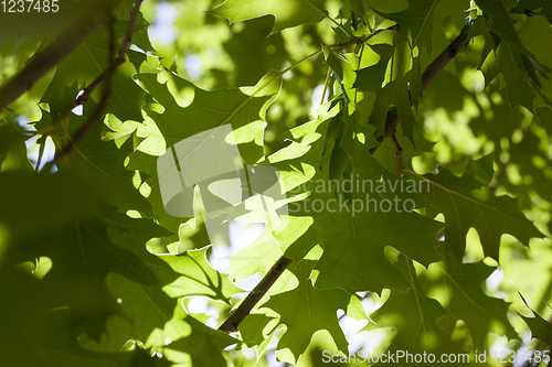 Image of green oak