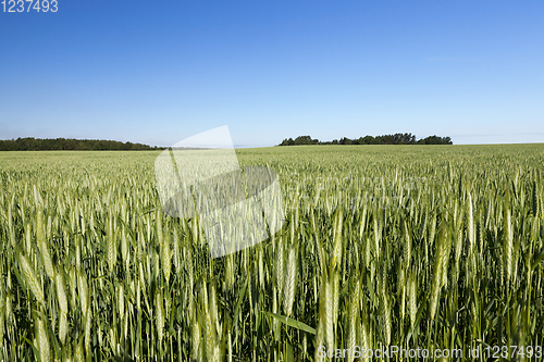 Image of summer landscape