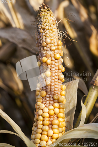 Image of empty ear corn