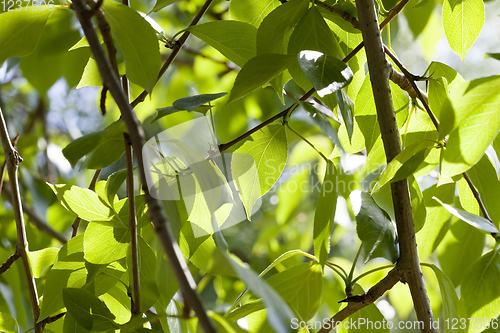 Image of clean and beautiful leaves