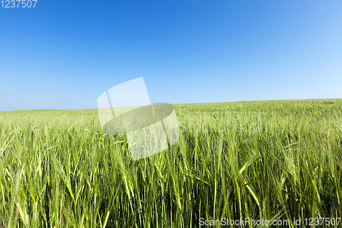 Image of Field with cereal