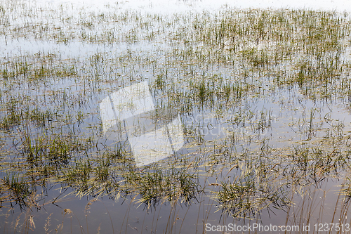 Image of European swamps