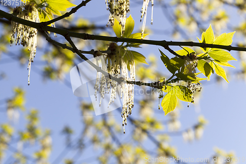 Image of beautiful flowering maple