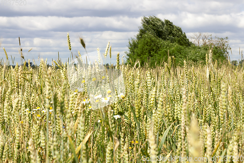 Image of unripe wheat spikelets