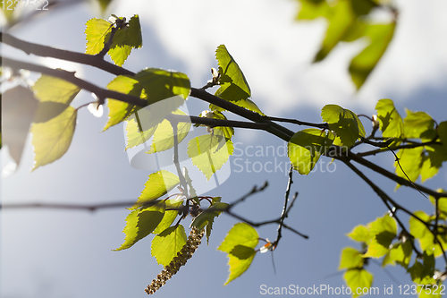 Image of green leaves birch