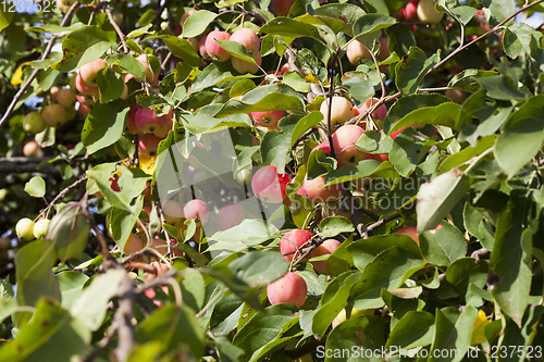 Image of small red wild not tasty apples