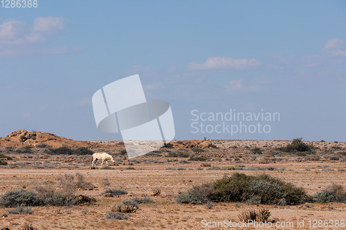 Image of Namib wild Desert Horse Namibia, Africa