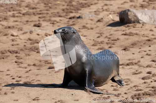 Image of baby brown seal in Cape Cross, Namibia