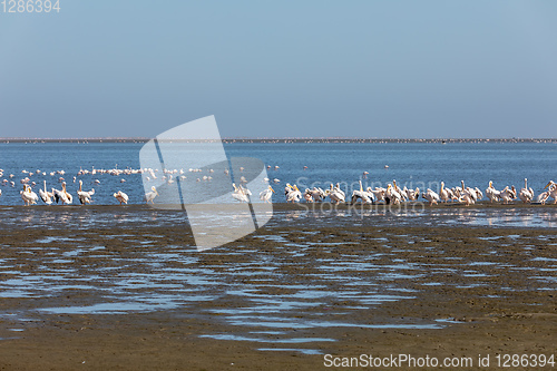 Image of pelican colony in Walvis bay, Namibia wildlife