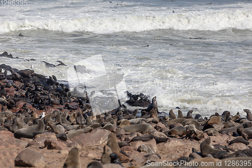 Image of colony of brown seal in Cape Cross, Namibia