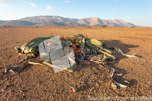 Image of Welwitschia mirabilis desert plant, Namibia