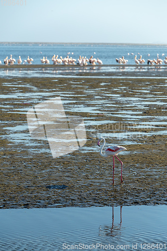 Image of Rosy Flamingo colony in Walvis Bay Namibia