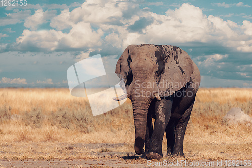 Image of African Elephant, Botswana safari wildlife