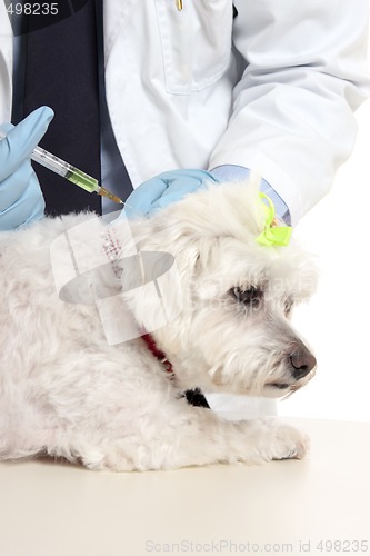 Image of Vet giving dog needle injection