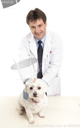 Image of Vet holding dog on table