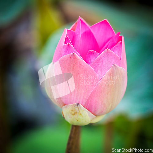 Image of Lotus close up