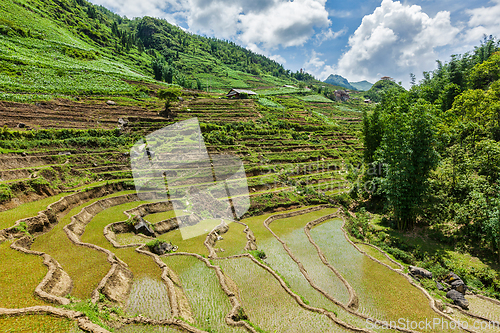 Image of Rice field terraces. Near Sapa, Vietnam