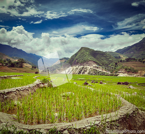 Image of Rice plantations. Vietnam