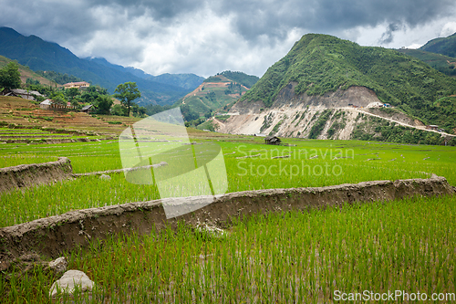 Image of Rice plantations. Vietnam