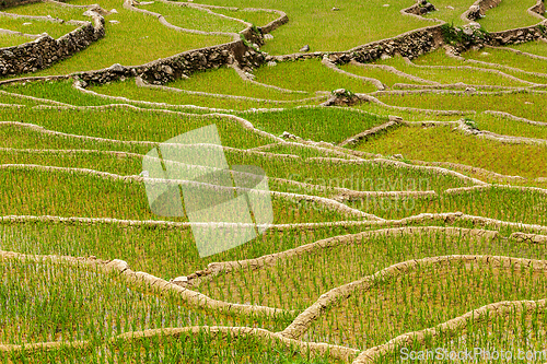 Image of Rice plantations. Vietnam