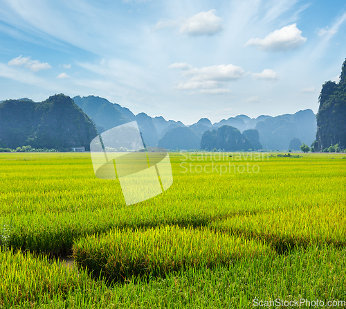 Image of Rice field. Mui Ne