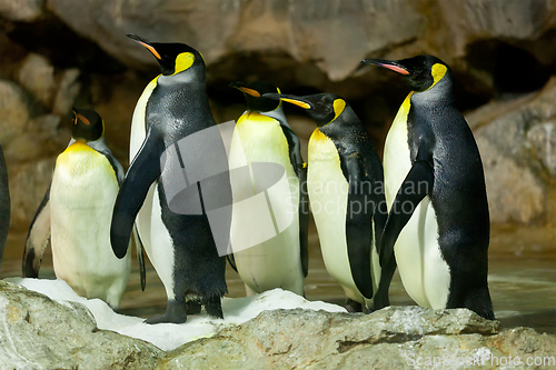 Image of King Penguins (Aptenodytes patagonicus)