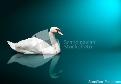 Image of Mute Swan (Cygnus olor)