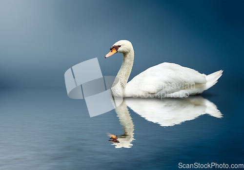 Image of Mute Swan (Cygnus olor)