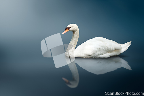 Image of Mute Swan (Cygnus olor)