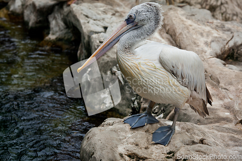 Image of Spot-billed Pelican or Grey Pelican (Pelecanus philippensis)