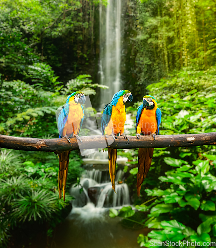 Image of Blue-and-Yellow Macaw