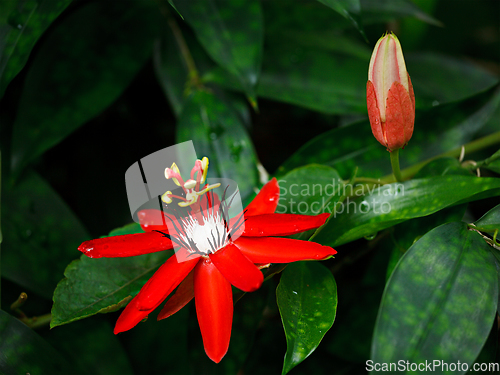 Image of Red Passion Flower