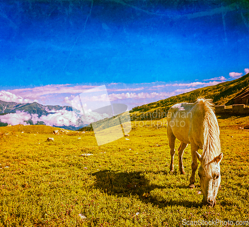 Image of Horse grazing in Himalayas