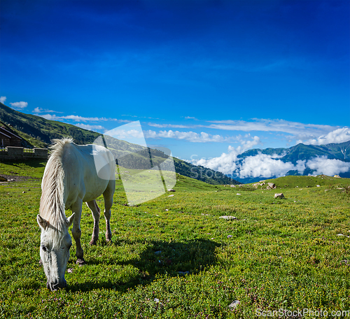 Image of Horse grazing in Himalayas