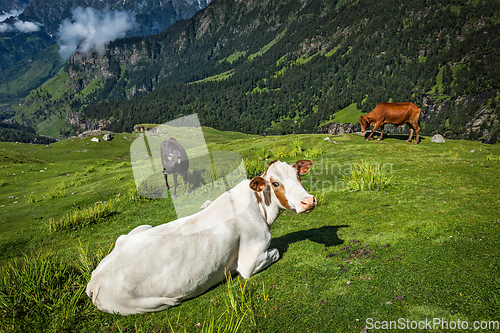 Image of Cows grazing in Himalayas