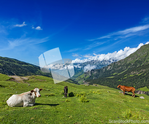 Image of Cows grazing in Himalayas