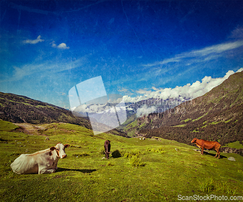 Image of Cows grazing in Himalayas