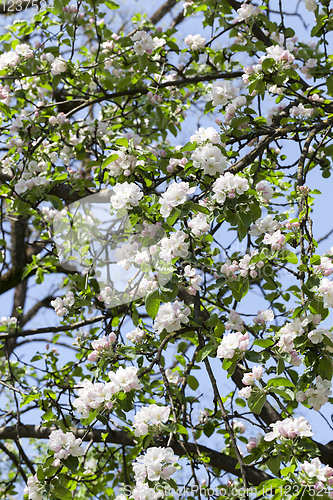 Image of white flowers of trees