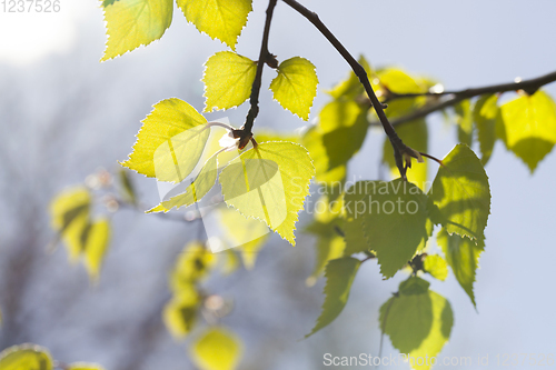 Image of birch branches